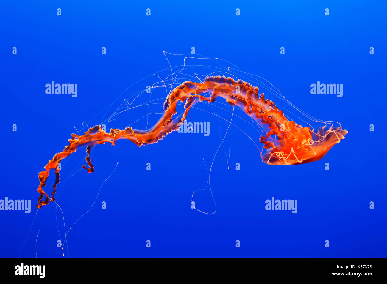 An Orange Jellyfish (Cnidarian) In The Monterey Aquarium; Monterey, California, United States Of America Stock Photo
