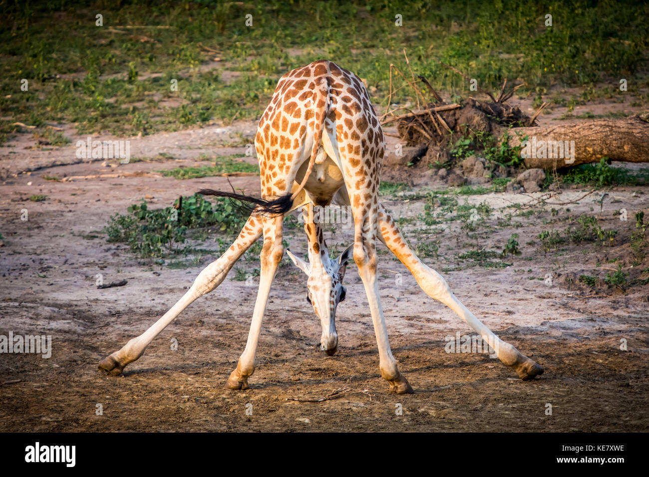A Giraffe (Giraffa) In An Awkward Position With Legs Sprawled