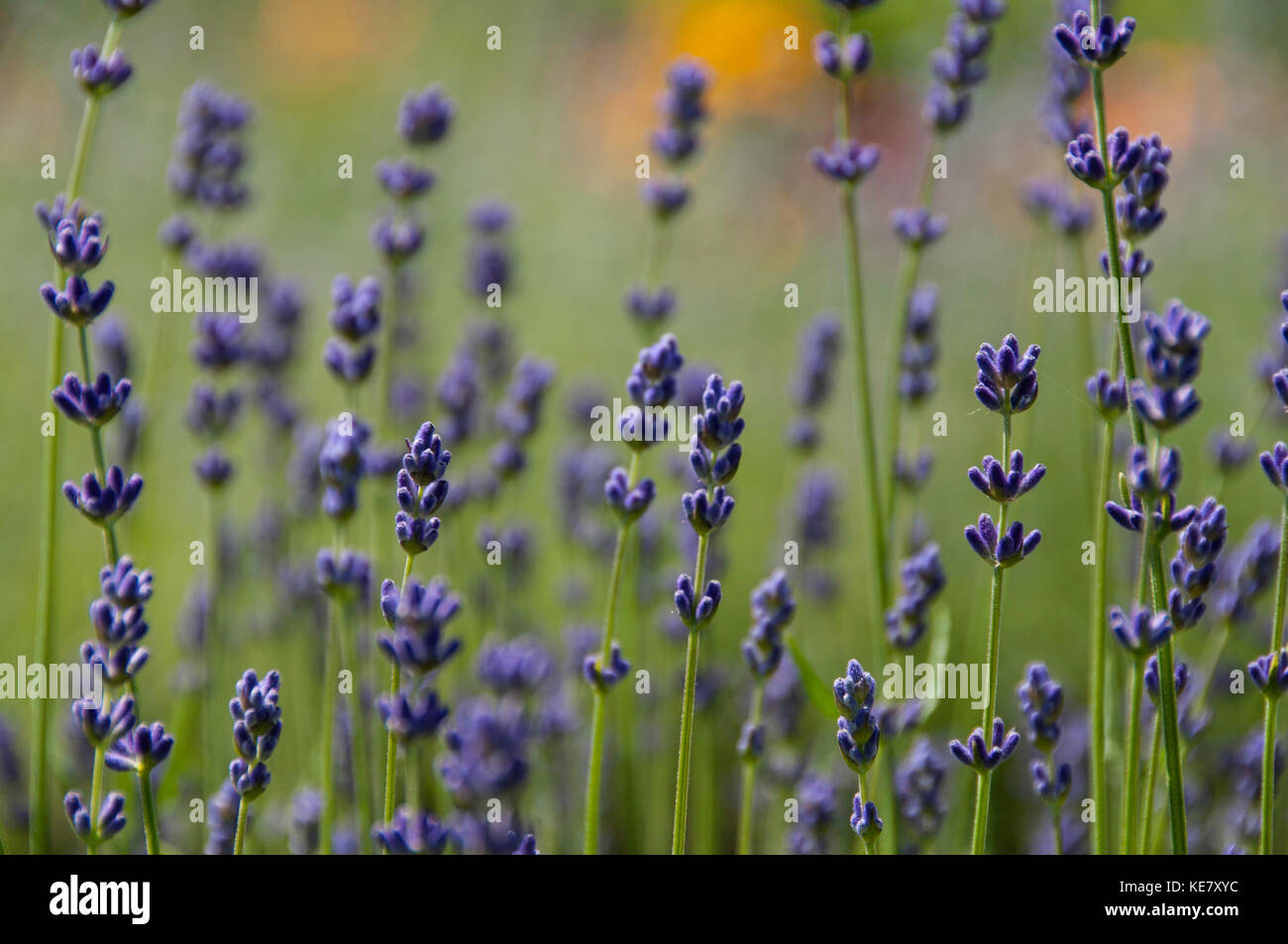 lavender in the field with shallow depth of field Stock Photo