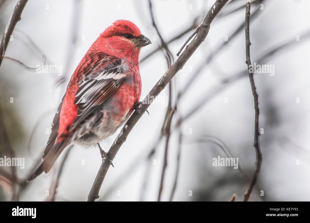 Pine Grosbeak (Pinicola Enucleator); Johnson Crossing, Yukon, Canada