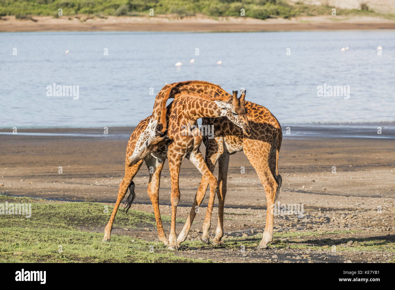 Giraffes (Giraffa) With Necks Intertwined, Serengeti; Tanzania Stock Photo