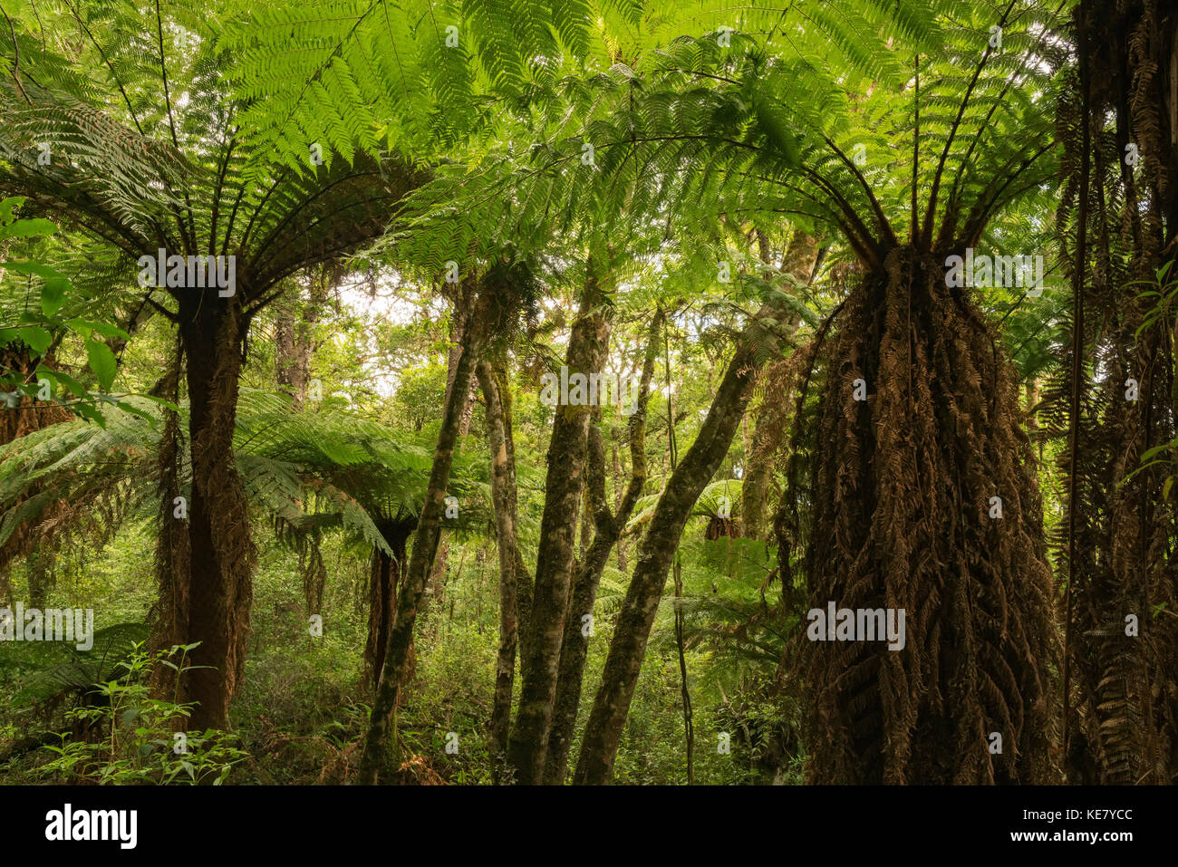 Giant Fern Forests Near Samaipata; Bolivia Stock Photo