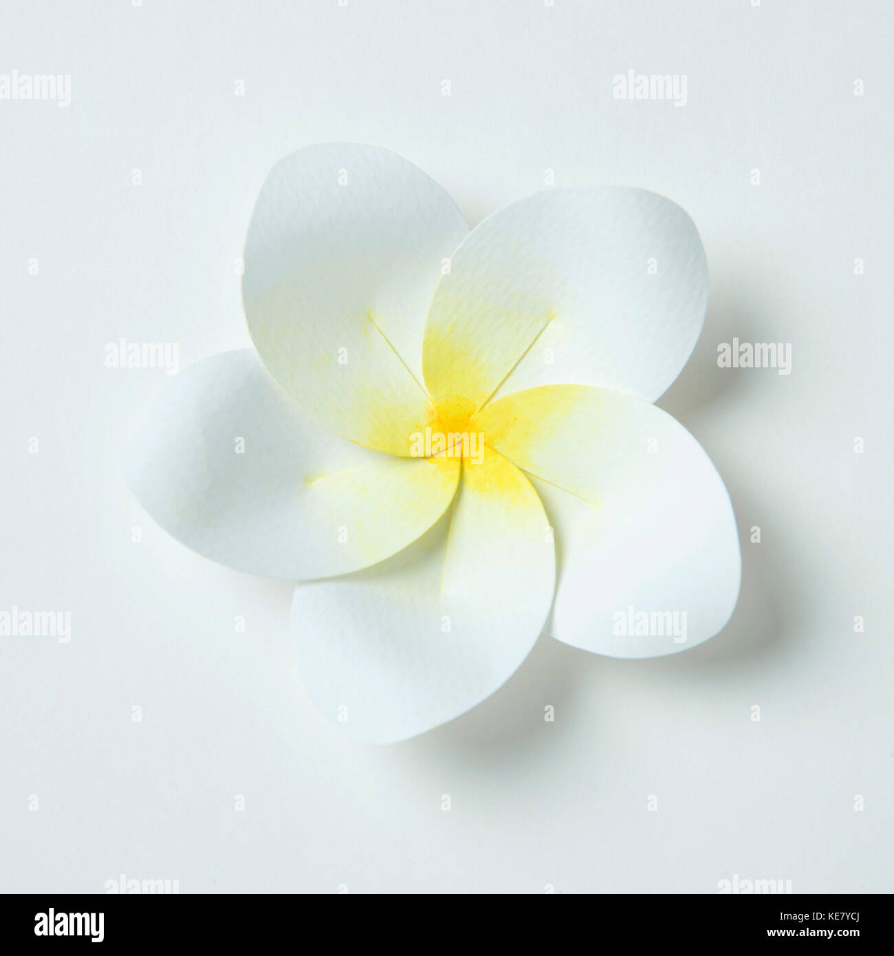 One flower, paper art Stock Photo