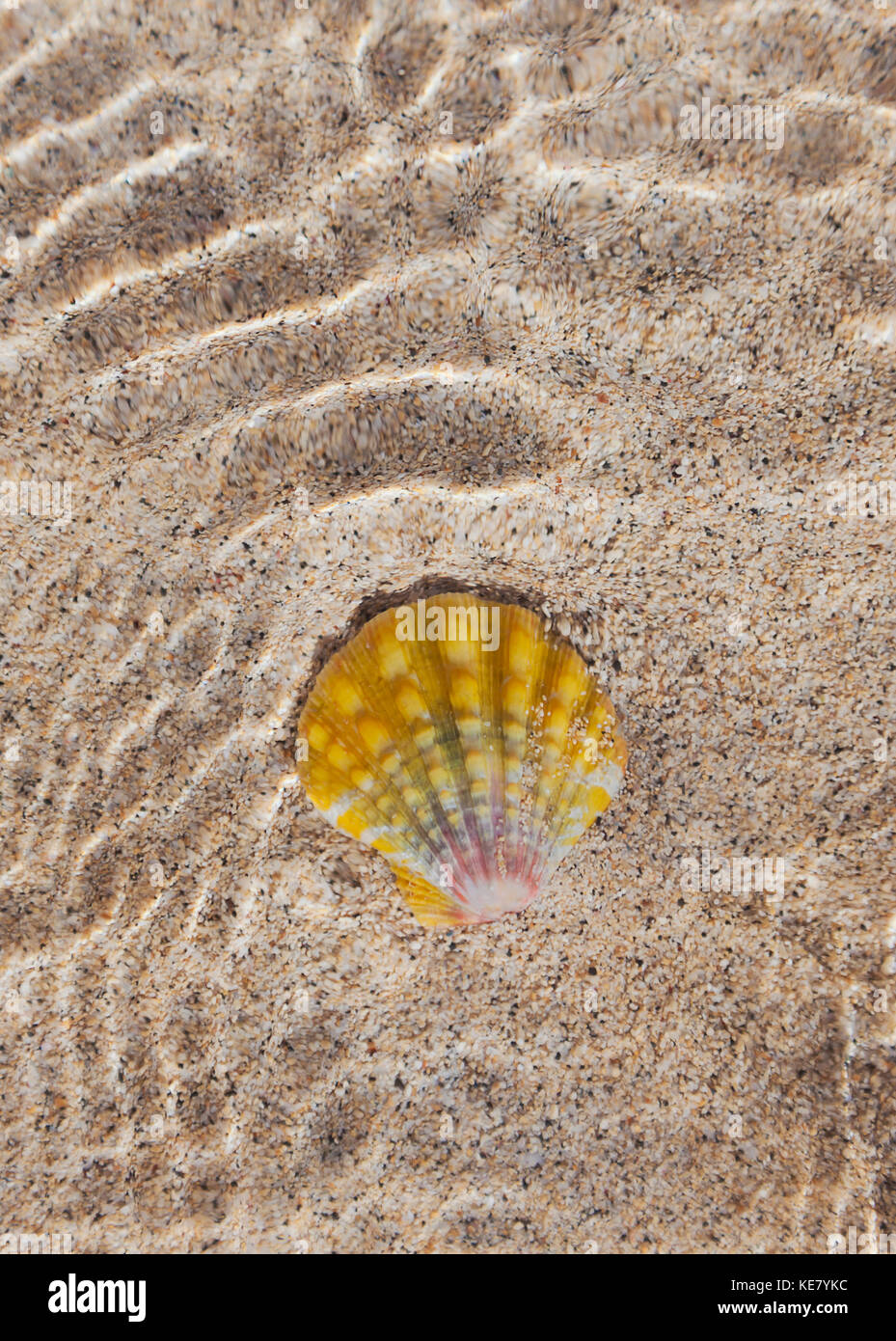 A hawaiian orange sunrise shell (pecten scallop) found in a sandy tide pool at the beach, North Shore; Oahu, Hawaii, United States of America Stock Photo