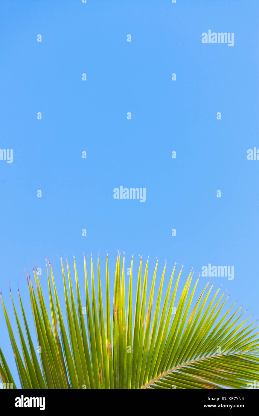 Close-up of a green coconut tree palm frond against a clear blue sky; Honolulu, Oahu, Hawaii, United States of America Stock Photo