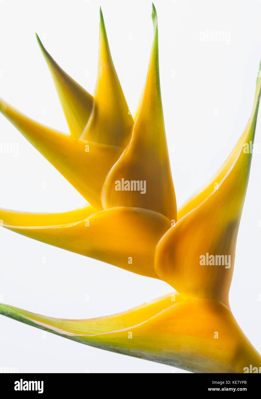 Close-up of a beautiful yellow Heliconia flower against a white background; Honolulu, Oahu, Hawaii, United States of America Stock Photo