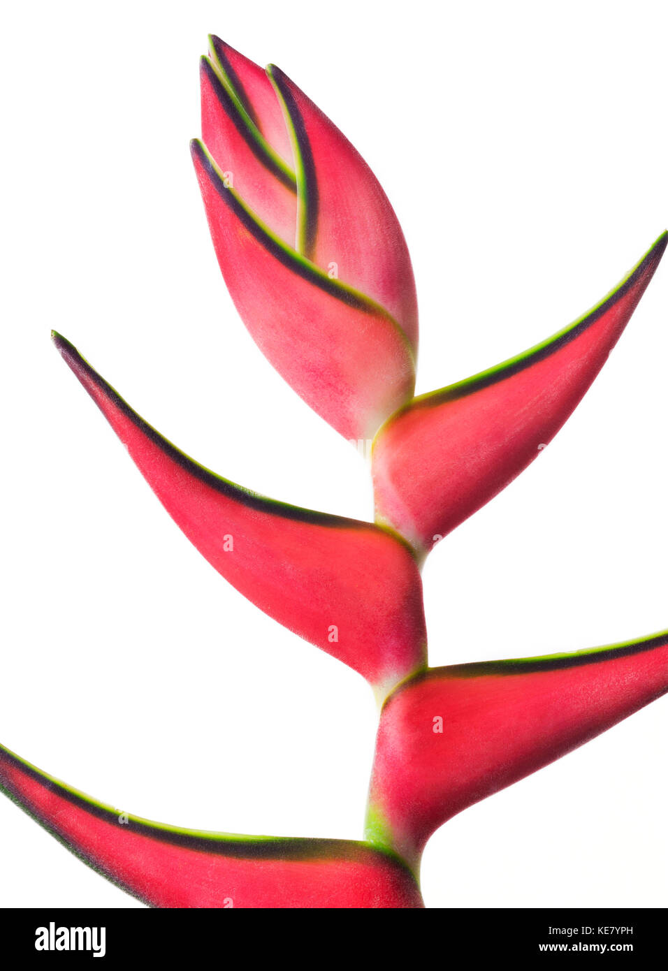 Close-up of a beautiful red Heliconia flower against a white background; Honolulu, Oahu, Hawaii, United States of America Stock Photo