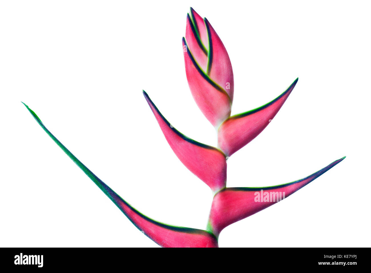 A beautiful pink and green Heliconia flower against a white background; Honolulu, Oahu, Hawaii, United States of America Stock Photo