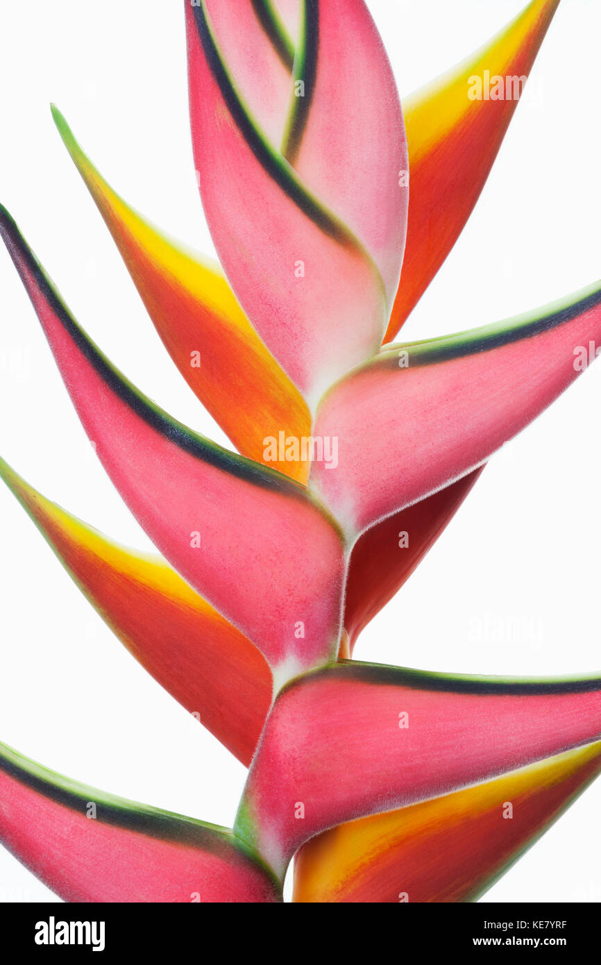 Close-up of two vibrant Heliconia flower against a white background; Honolulu, Oahu, Hawaii, United States of America Stock Photo