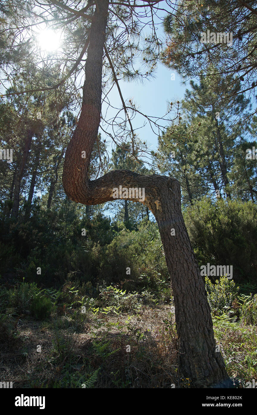 Twisted pin tree in the Esterel Massif in french riviera Stock Photo ...