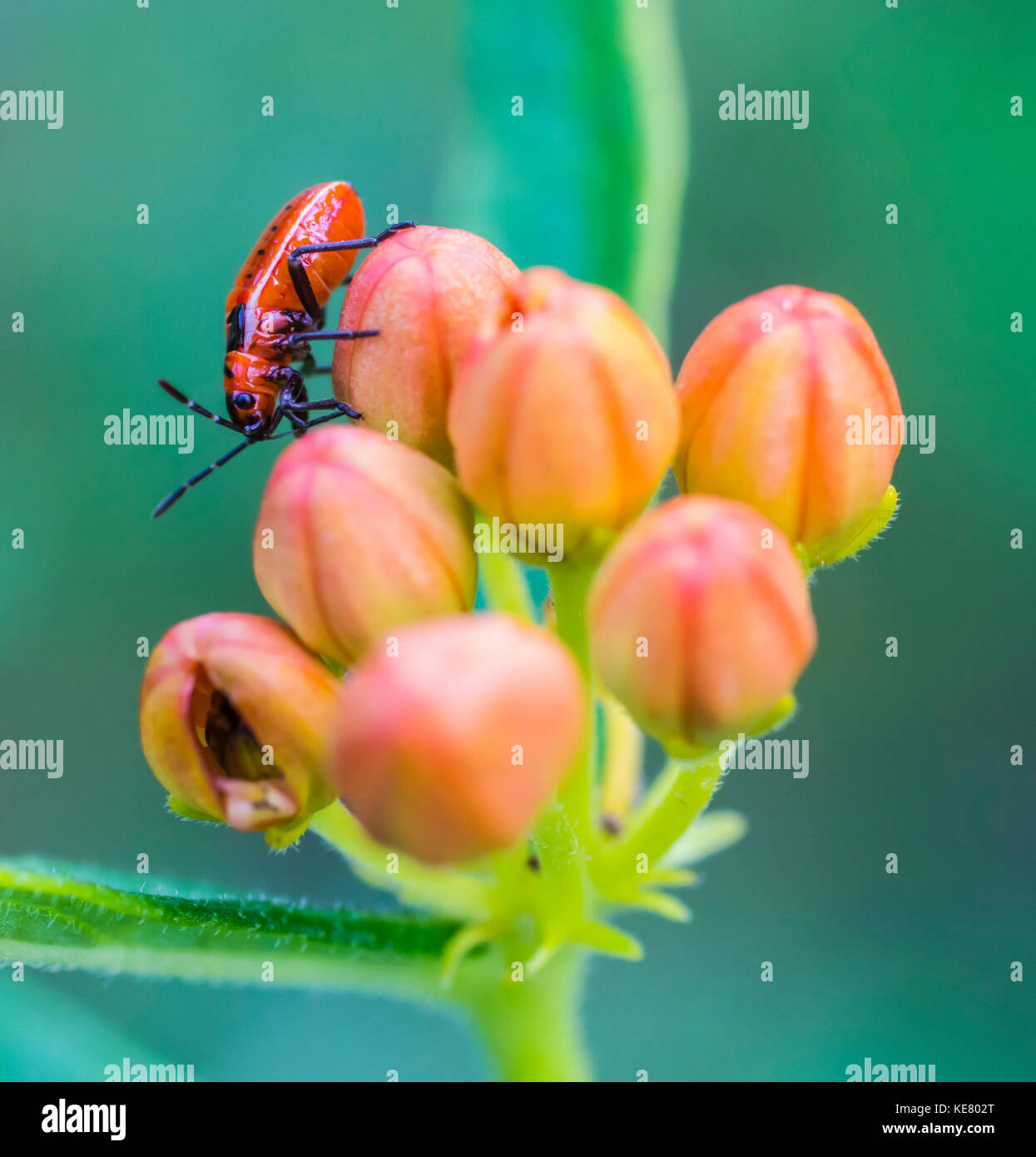 Small Eastern Milkweed Nymph (Lygaeus kalmii) on a Milkweed plant (Asclepias L.); Redbridge, Ontario, Canada Stock Photo