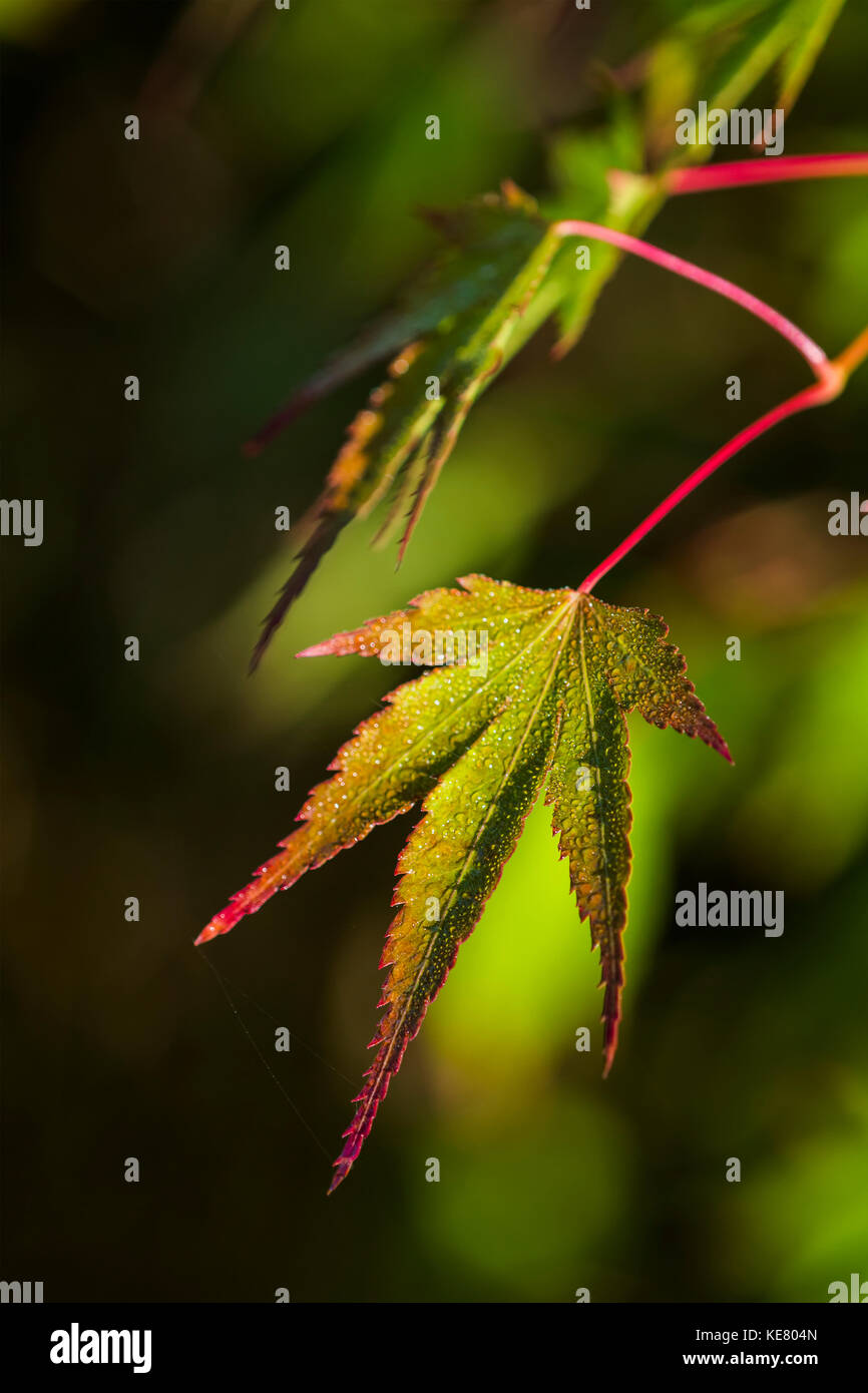 Japanese maple tree and oregon hi-res stock photography and images - Alamy