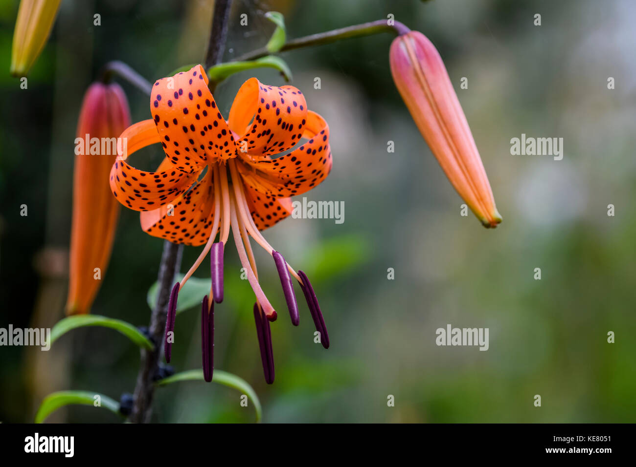 A Tiger lily (lilium) blooms; Astoria, Oregon, United States of America Stock Photo