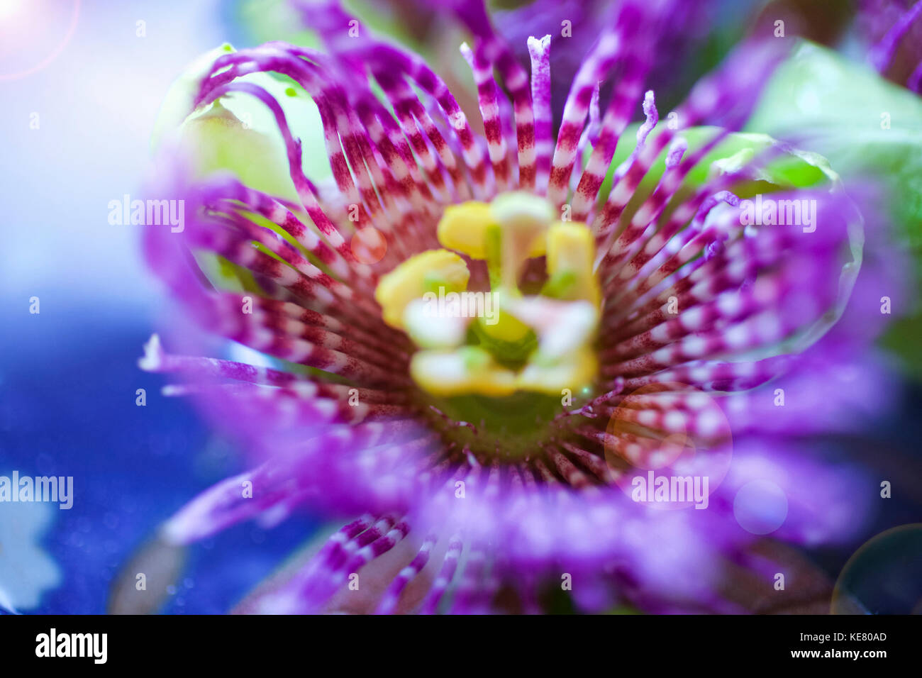 Passion fruit flower hires stock photography and images Alamy