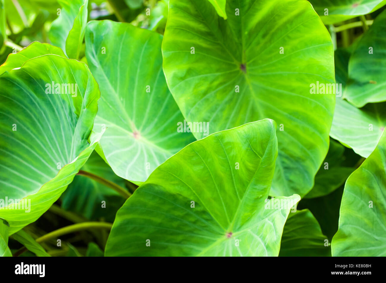 Broad leaf plant hi-res stock photography and images - Alamy