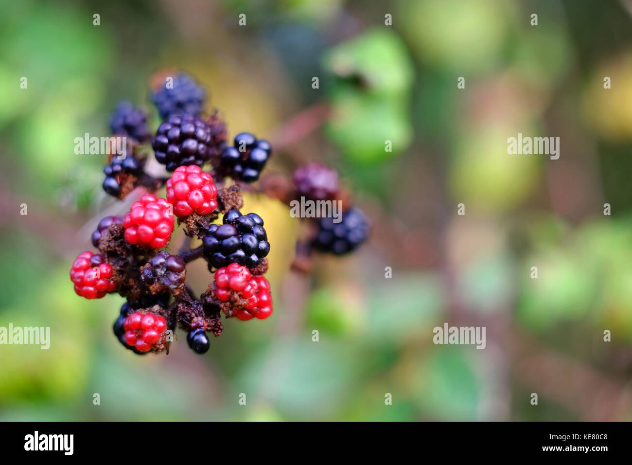 Wild blackberries ripening Stock Photo Alamy