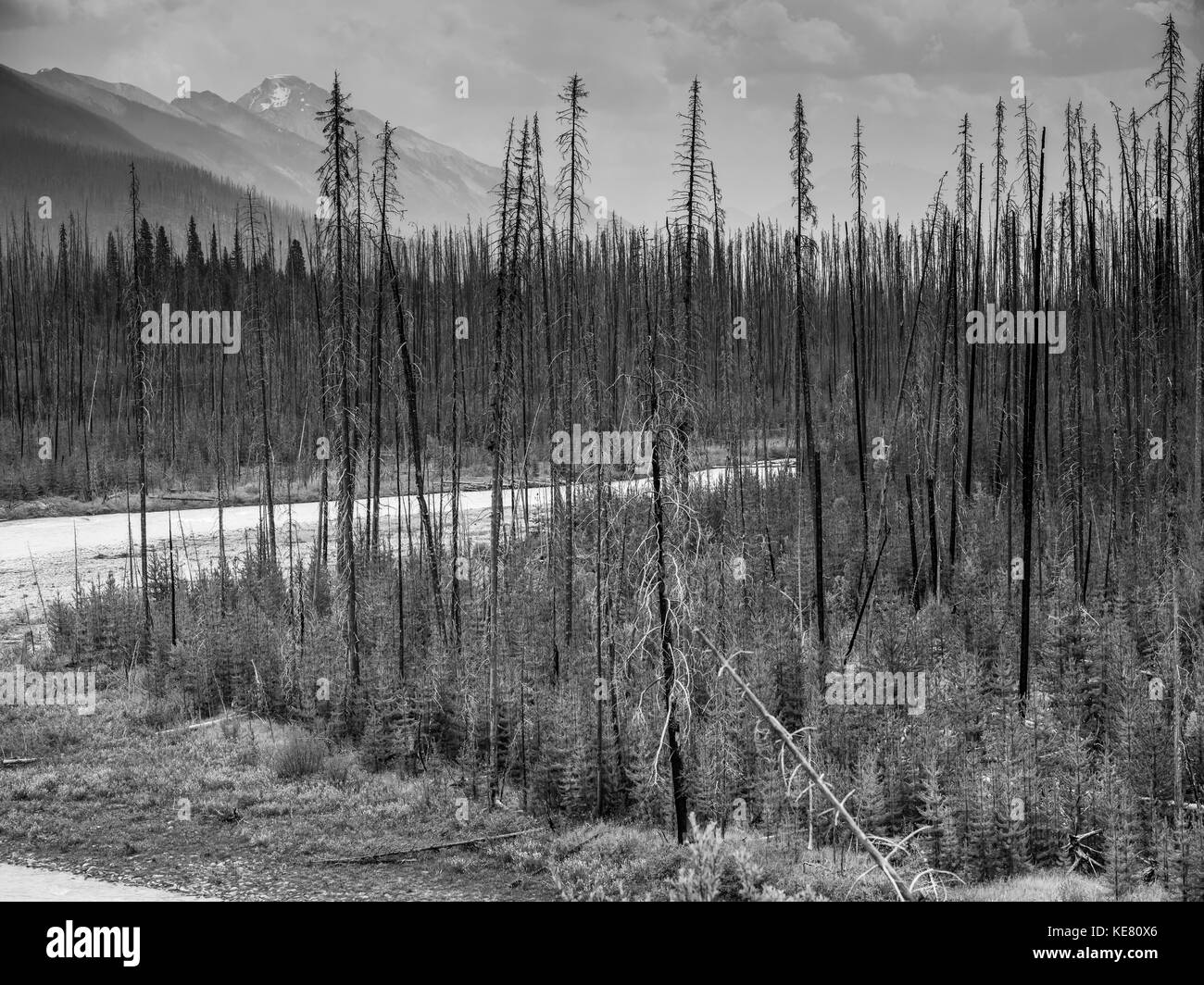 Black and white image of leafless, dead trees and new growth of a forest emerging in the mountains; Edgewater, British Columbia, Canada Stock Photo