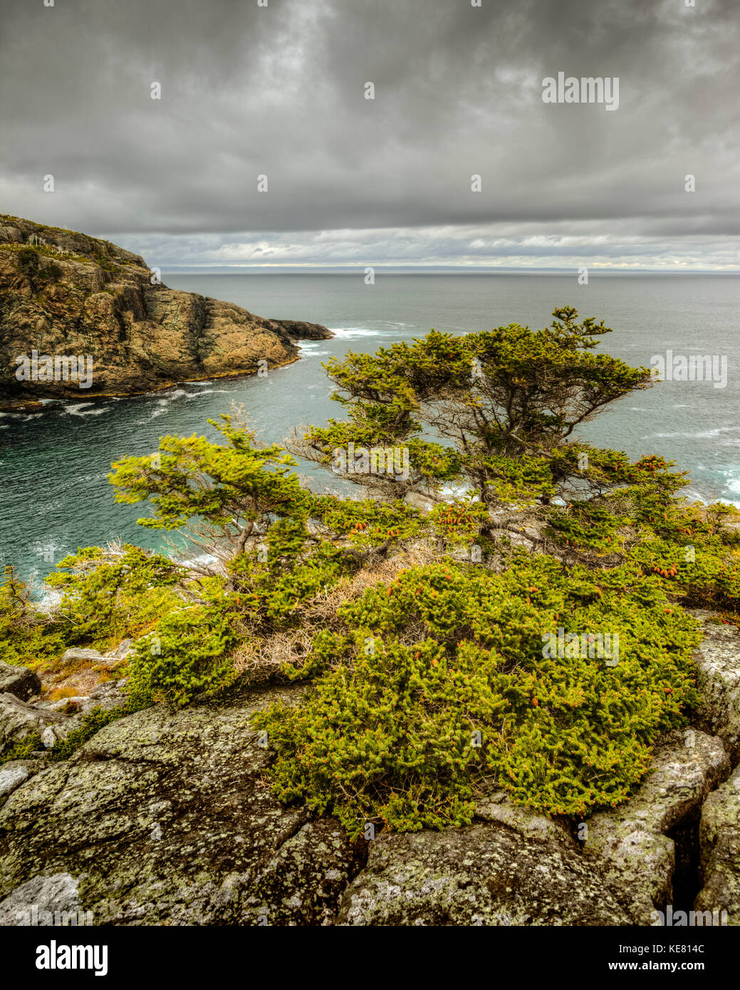 A tree grows from the rocks on the shore along the Atlantic coastline; Newfoundland, Canada Stock Photo