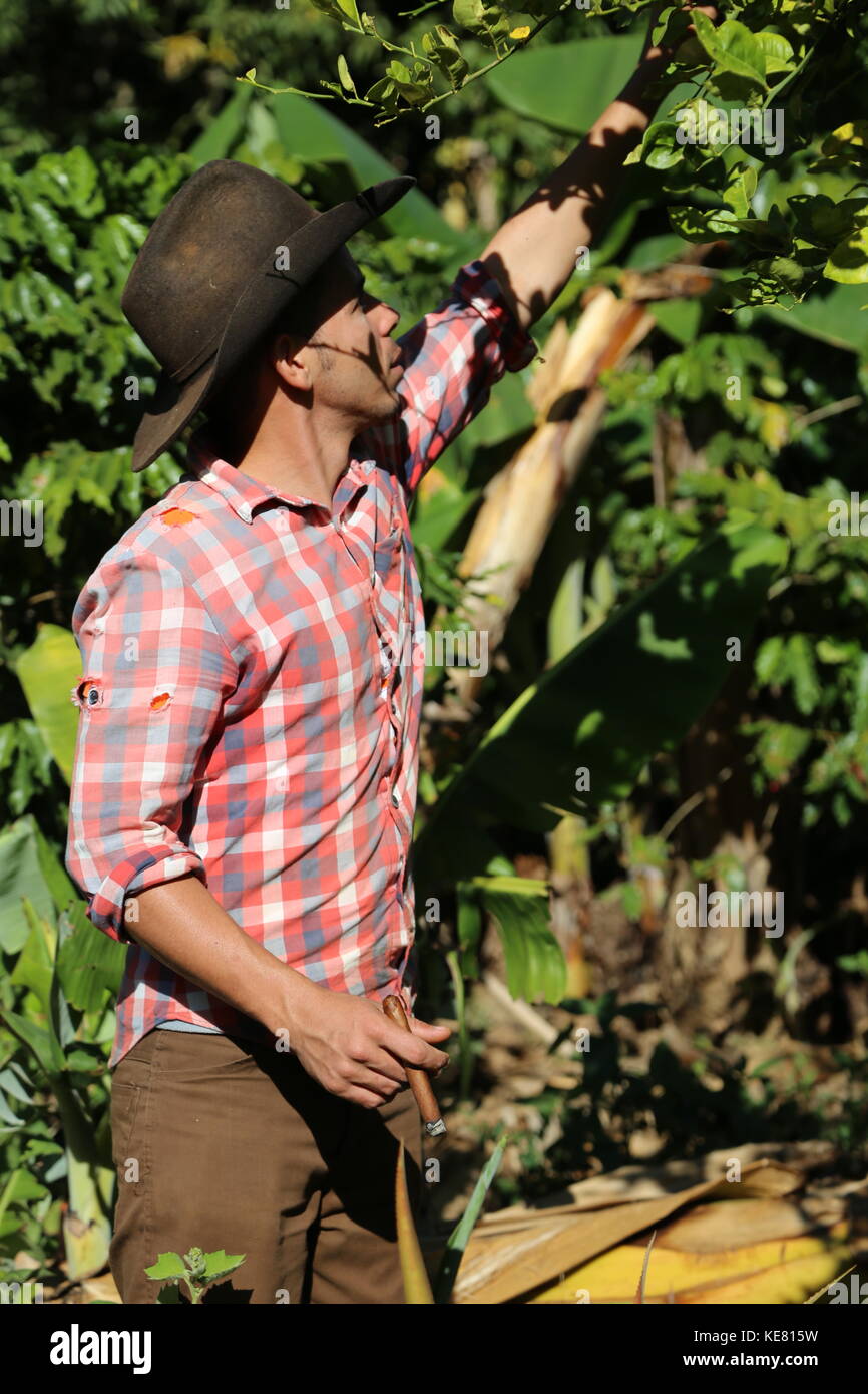 Cuban tobacco farmer smoking a cigar while giving a tour of his family farm. Here he's showing us the coffee tree on their farm. Vinales, Cuba. Stock Photo