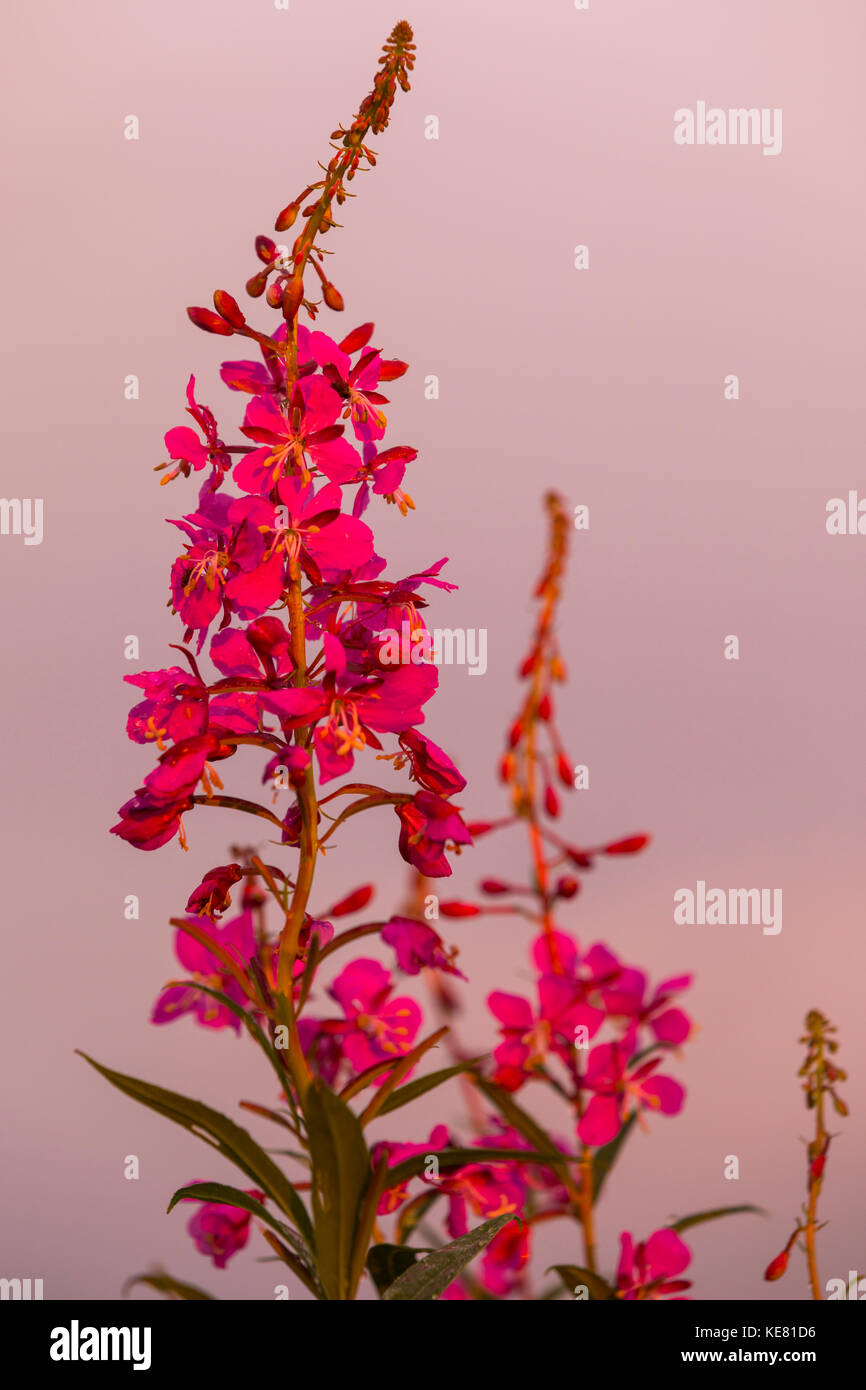 citronella plant benefits Organic Citronella Essential Oil | DEET-Free main image 1