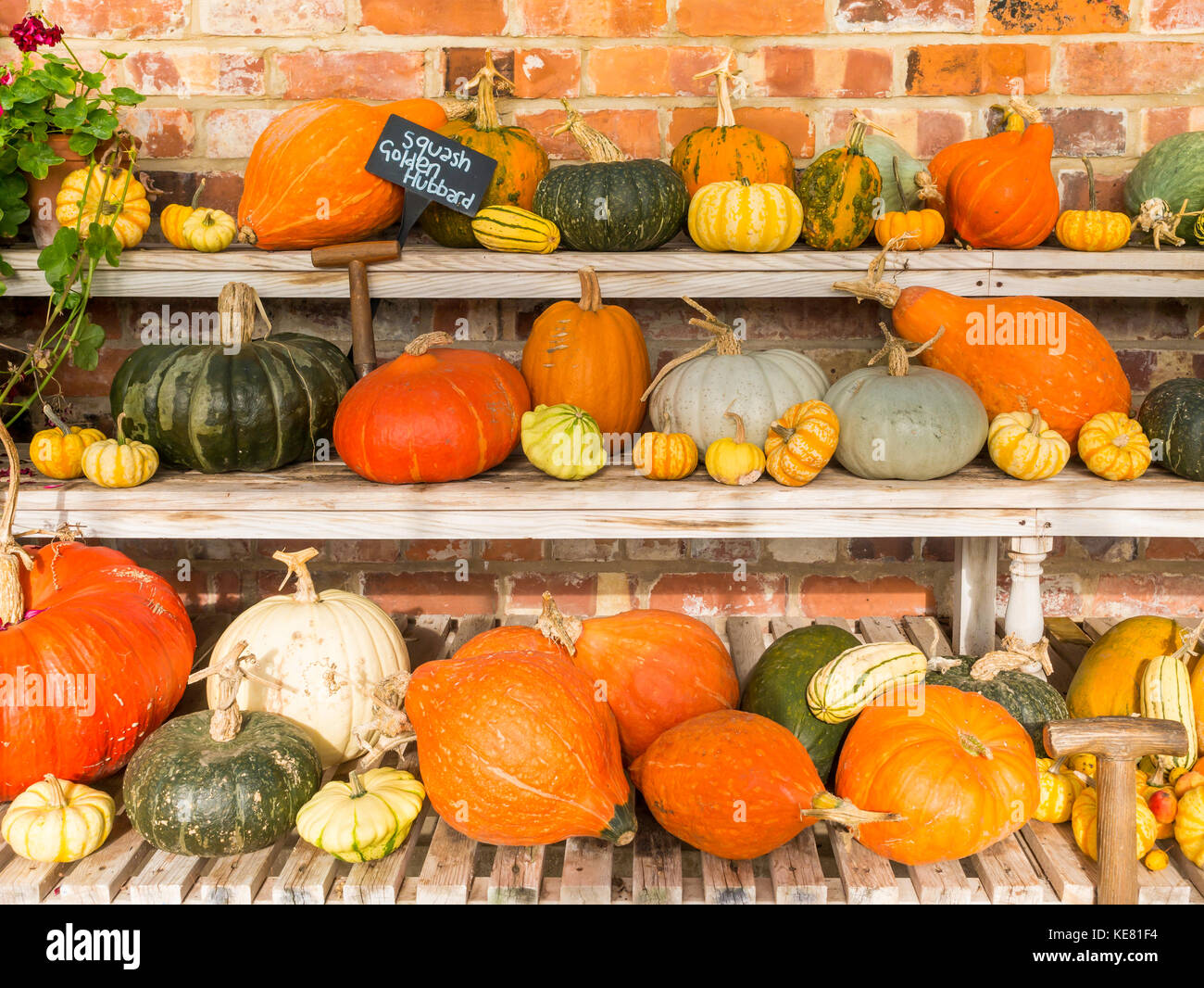 A greenhouse display of the many types of Pumpkin grown  in Helmsley Walled Garden North Yorkshire Stock Photo