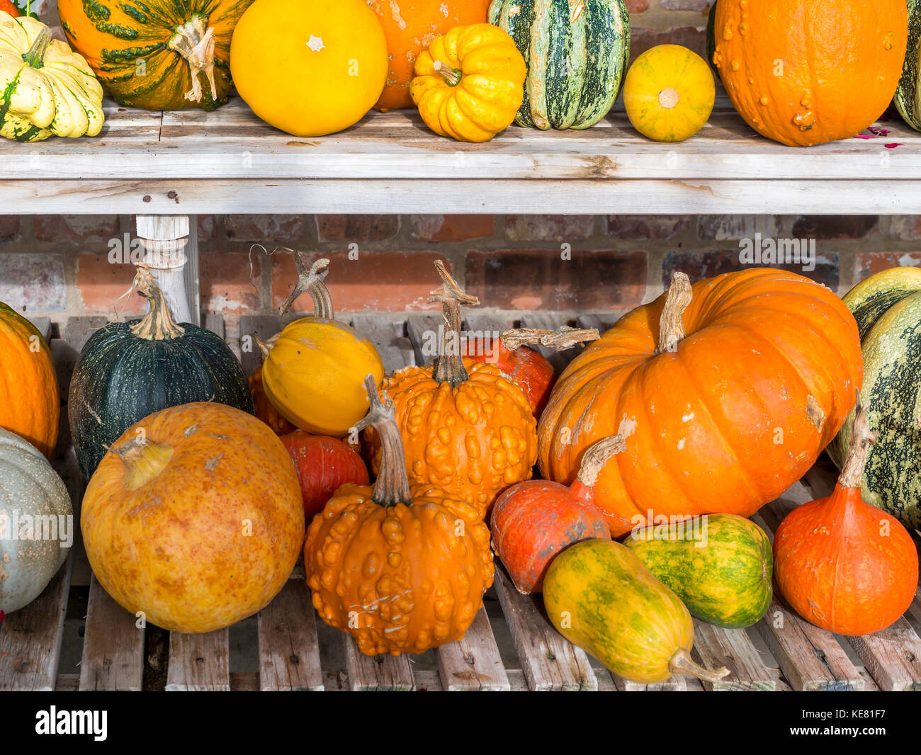 A greenhouse display of the many types of Pumpkin grown  in Helmsley Walled Garden North Yorkshire Stock Photo