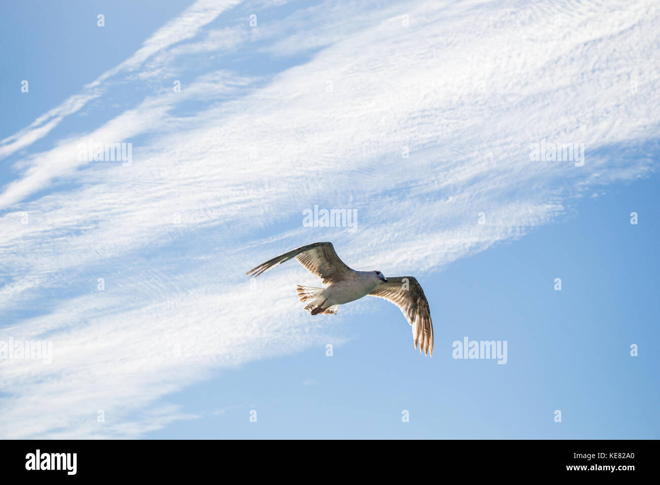Single seagull flying in a cloudy blue sky as a background Stock Photo ...