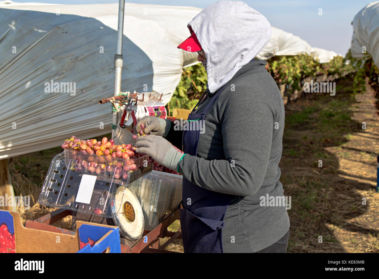 Field worker (female) weighing harvested Red Seedless Table Grapes 'Crimson' variety  'Vitis vinifera'. Stock Photo