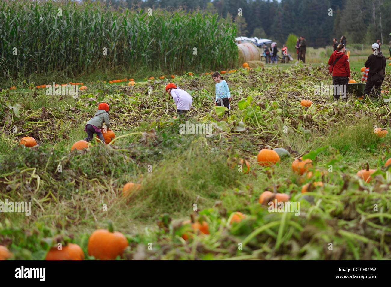 Children picking pumpkins at a farm pumpkin patch in British Columbia, Canada, autumn harvest Stock Photo