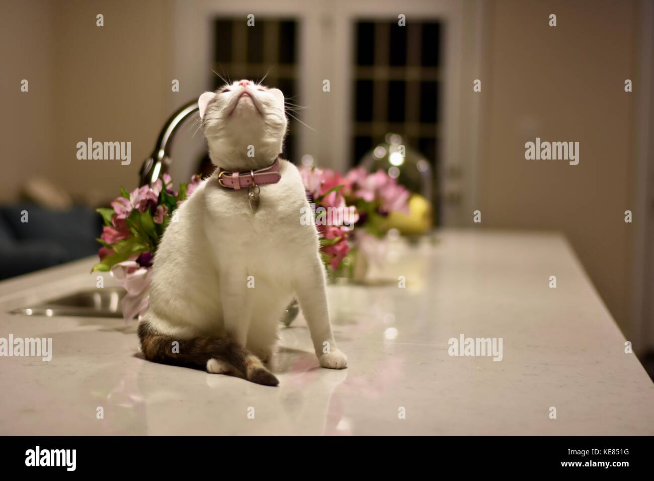 Calico cat on kitchen island Stock Photo