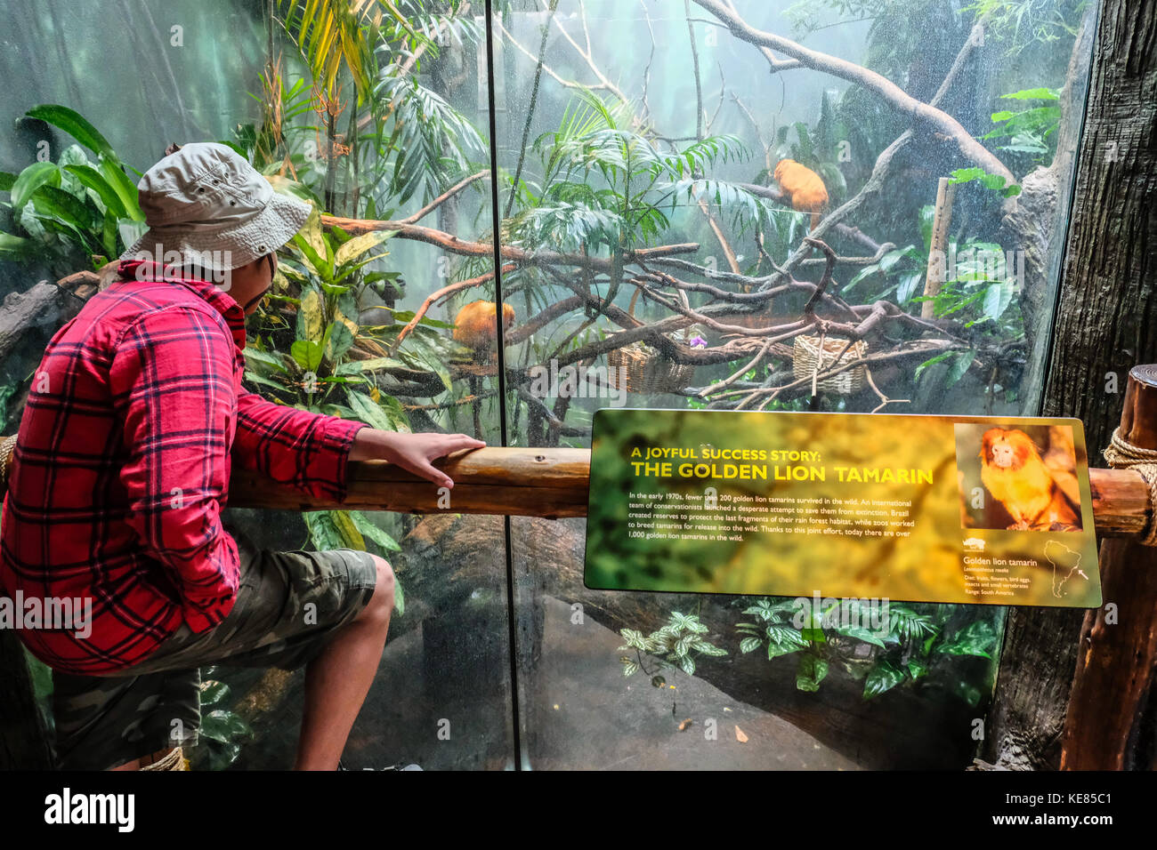 A young Asian boy looks at golden lion tamarin at Seattle Woodland Park Zoo Stock Photo