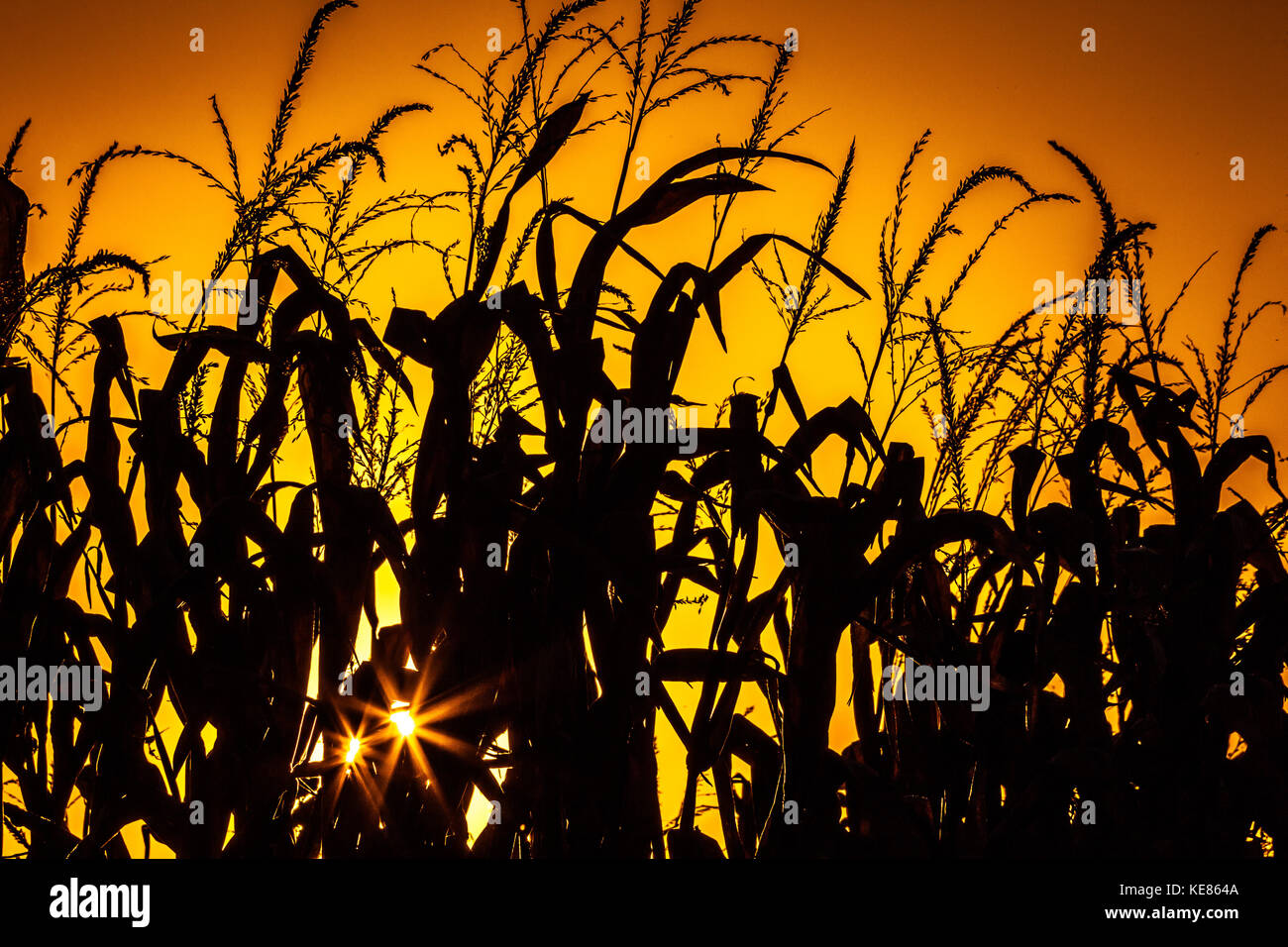 Rows of dry corn stalks are silhouetted against the setting sun with two starbursts and a halo of orange and yellow colors. Stock Photo