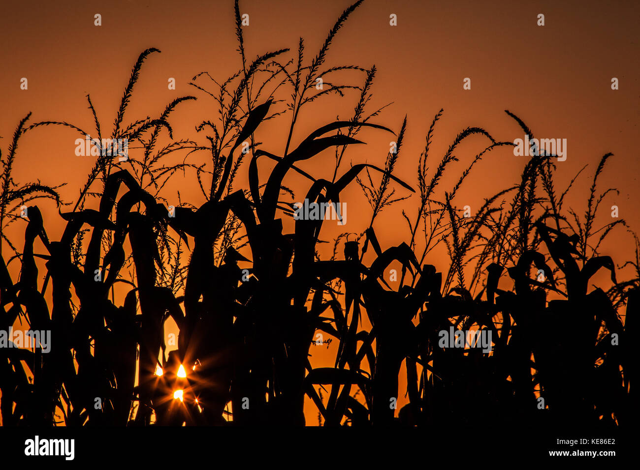 Black corn stalks and tassels in silhouette against a deep orange October sky with three starbursts from the setting sun peaking through the leaves. Stock Photo
