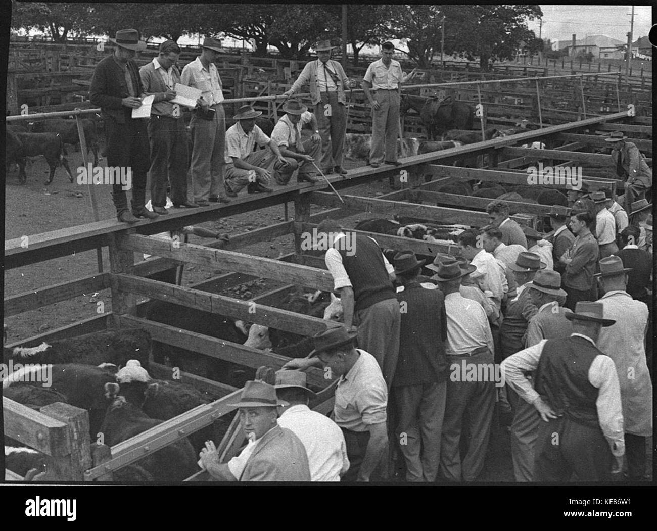 32550 Waratah cattle sales Stock Photo Alamy