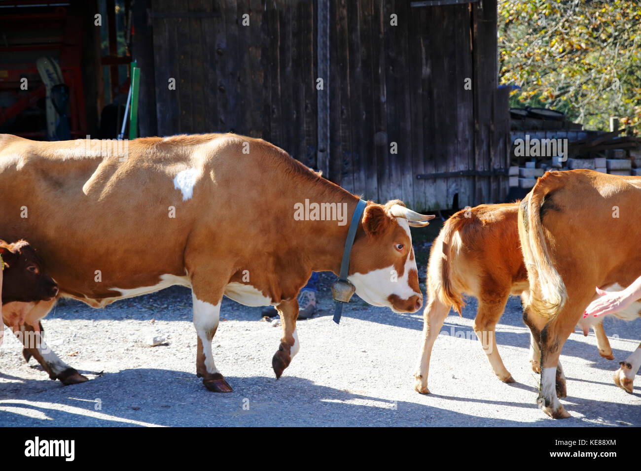 Kuh, Kühe beim Almabtrieb, Abtrieb von der Weide Stock Photo