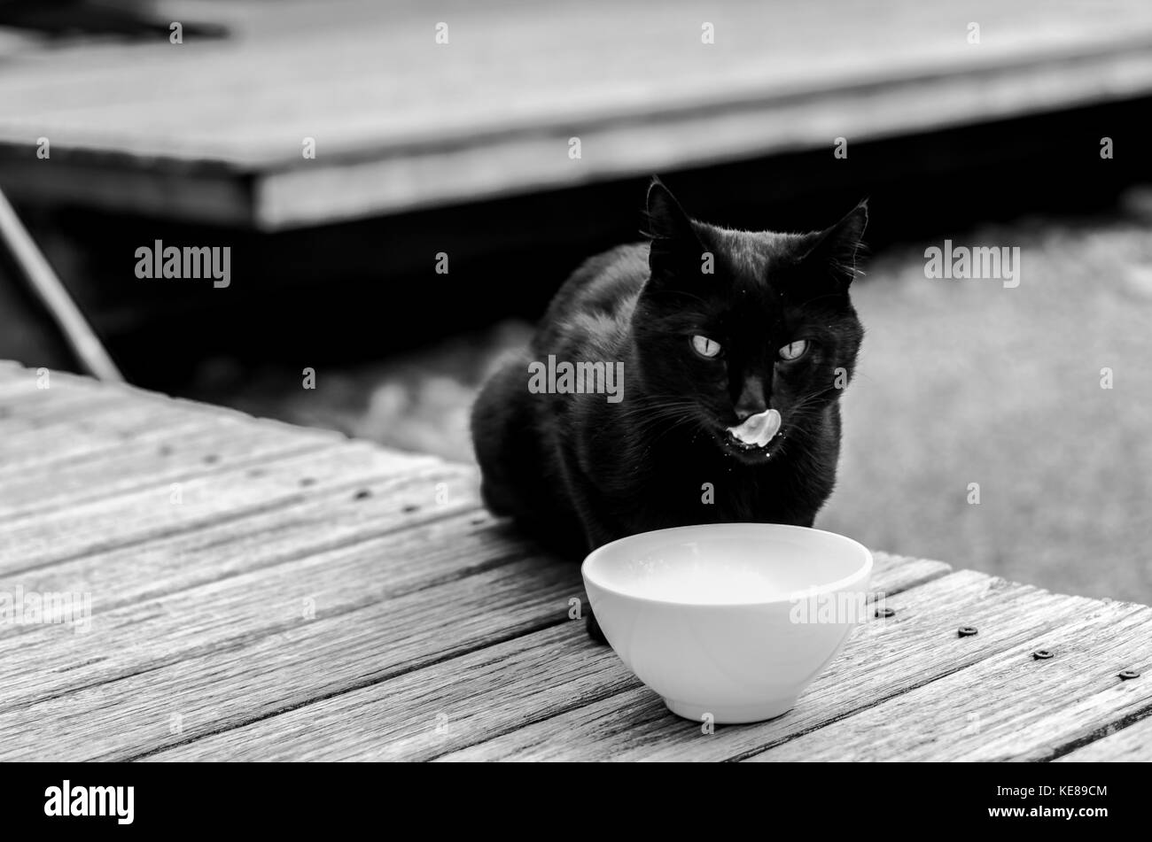 Black cat drinking milk Stock Photo