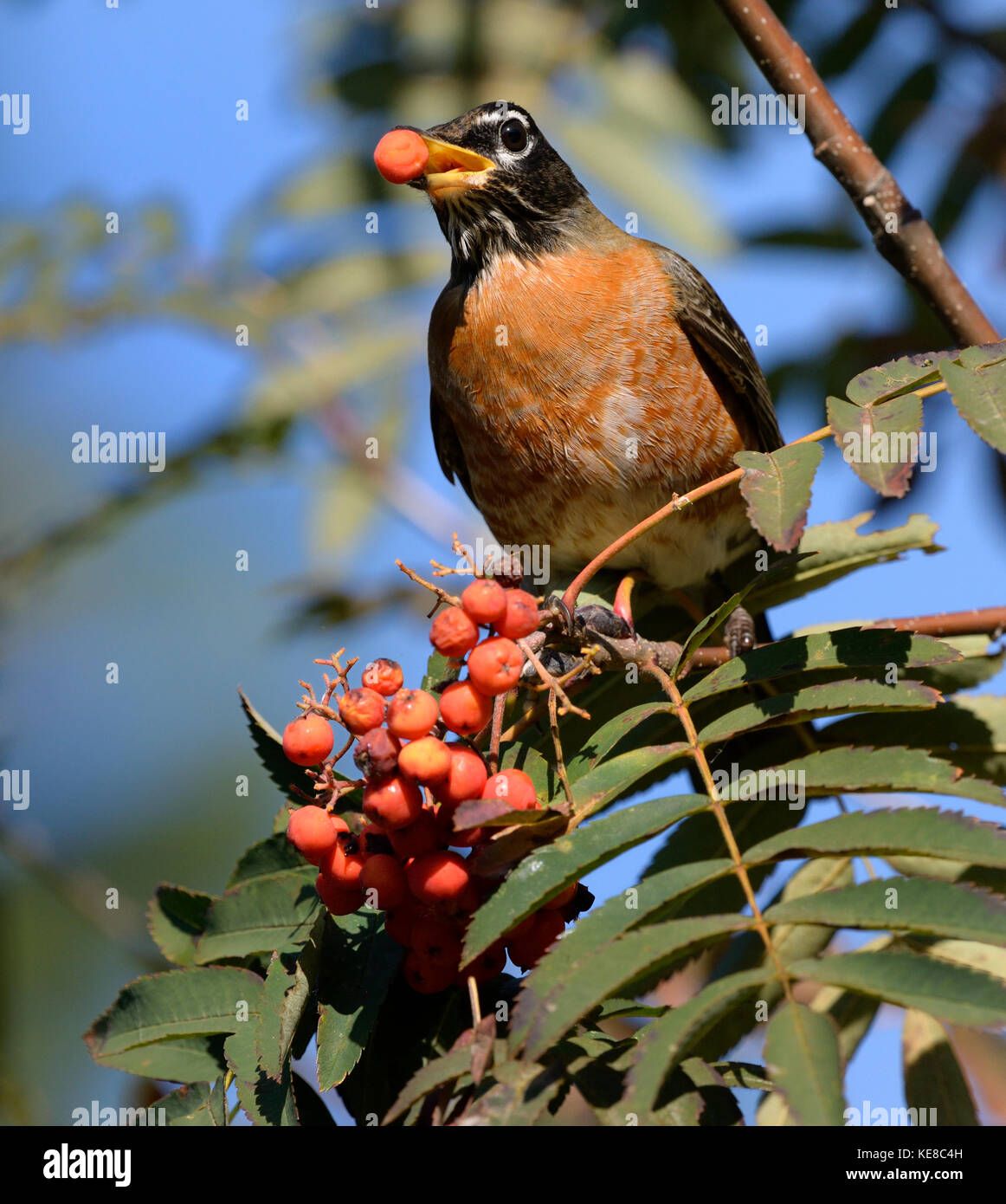American Robin and Mountain Ash berries. Stock Photo