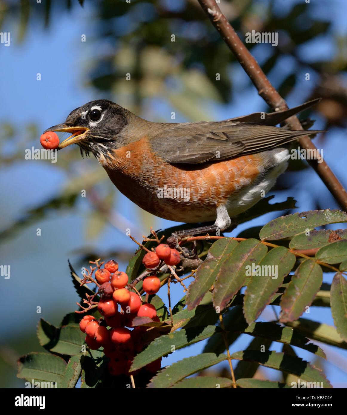 American Robin and Mountain Ash berries. Stock Photo