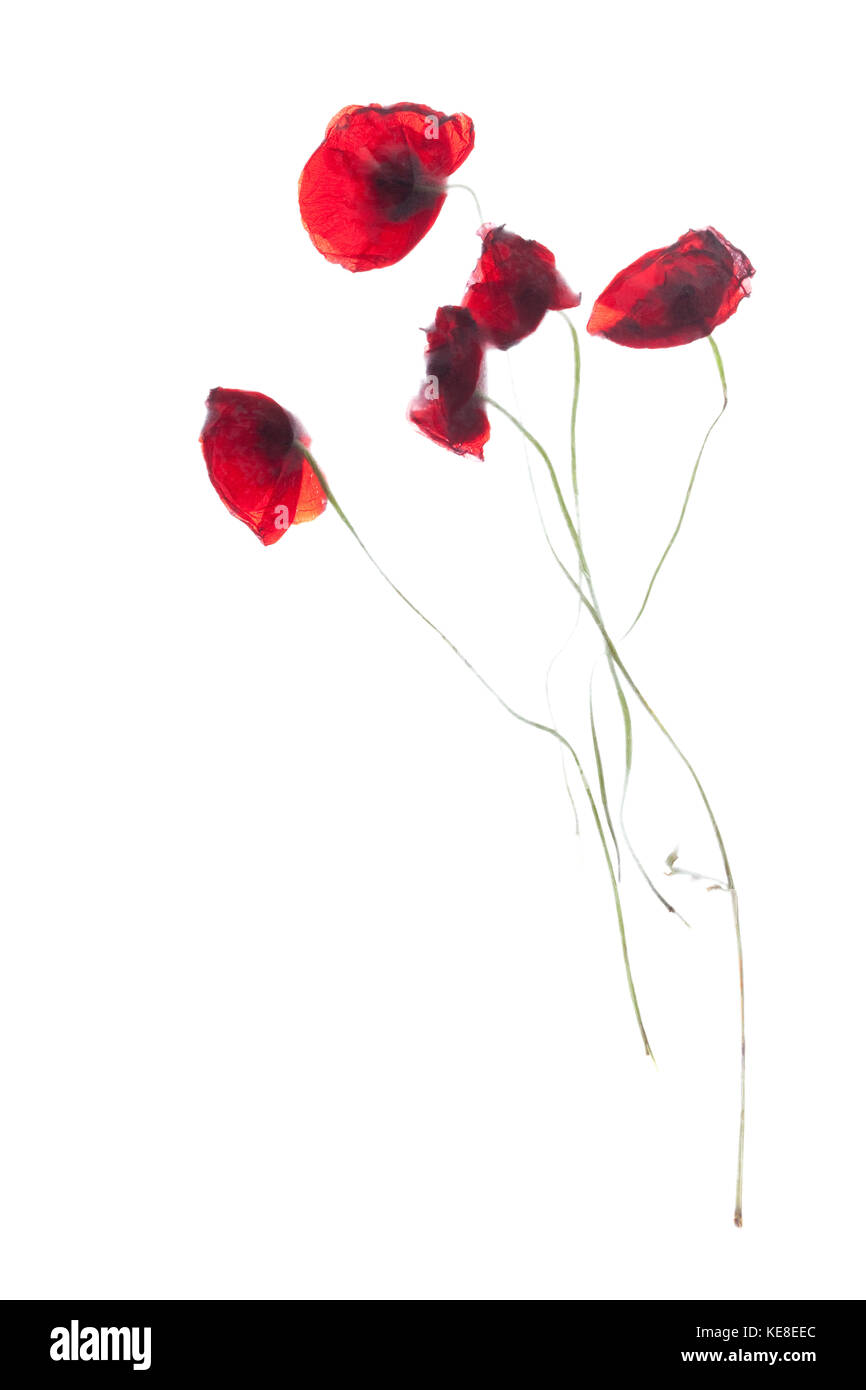 Red poppies, pressed then photographed as abstracts Stock Photo