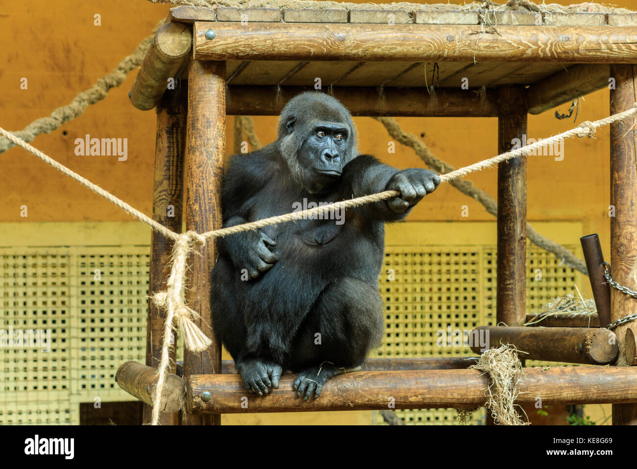 Chimpanzee at Cabarceno Natural Park in Spain Stock Photo