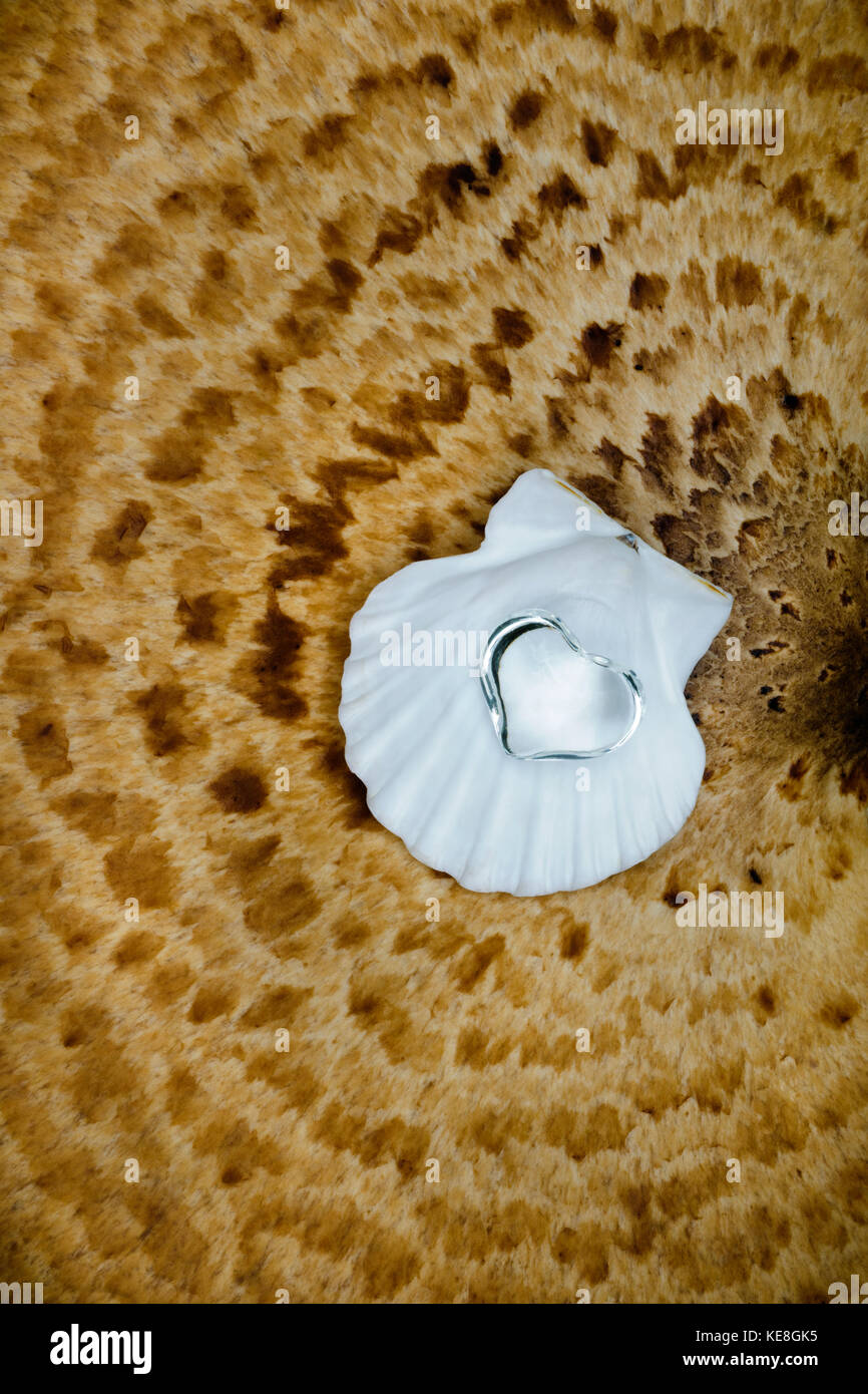 Small clear glass heart resting in half of a scallop shell from a local beach placed on the cap of a Pheasant's back bracket fungus. Stock Photo