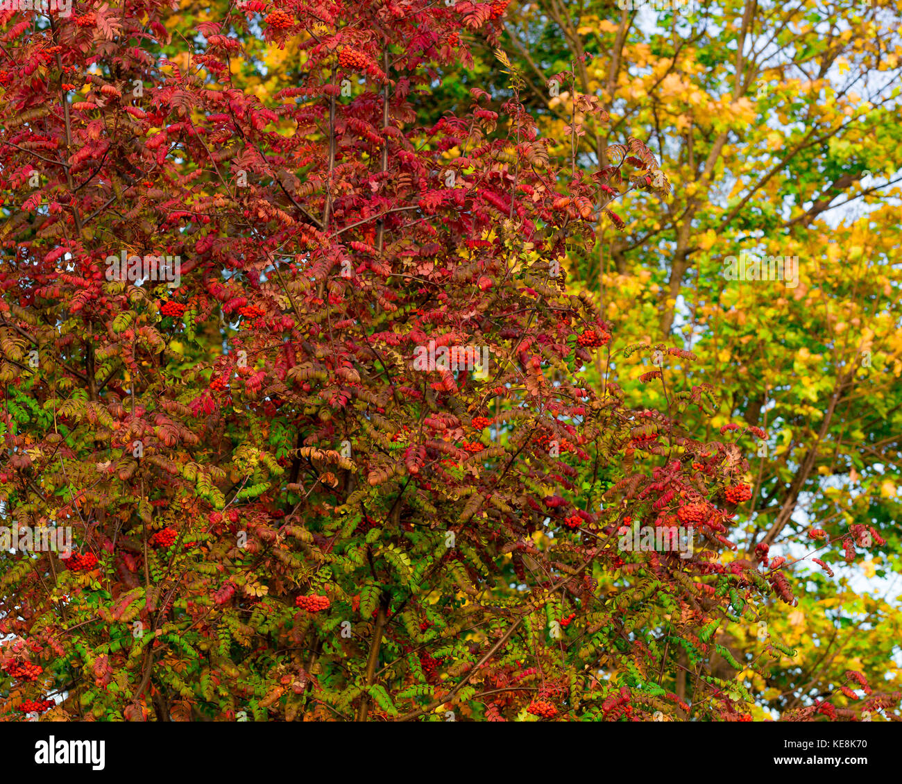Mountain ash leaves and clusters of riped berries in autumn. Close-up. Red, yellow, green leaves in early autumn. Stock Photo