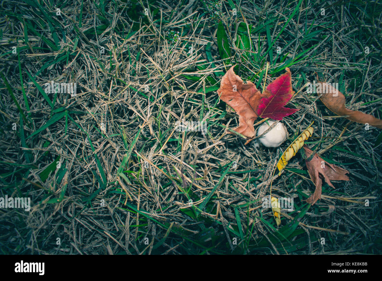 Abstract Photo Of Mushroom And Autumn Leaves In The Grass, Fall Stock Photo