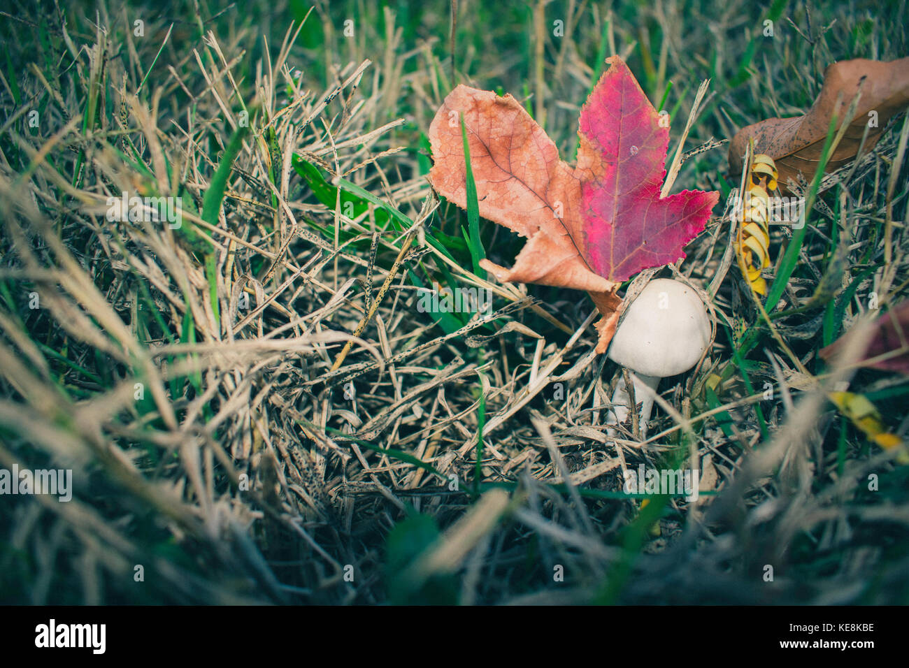 Abstract Mushroom And Autumn Leaves In The Grass, Fall Stock Photo
