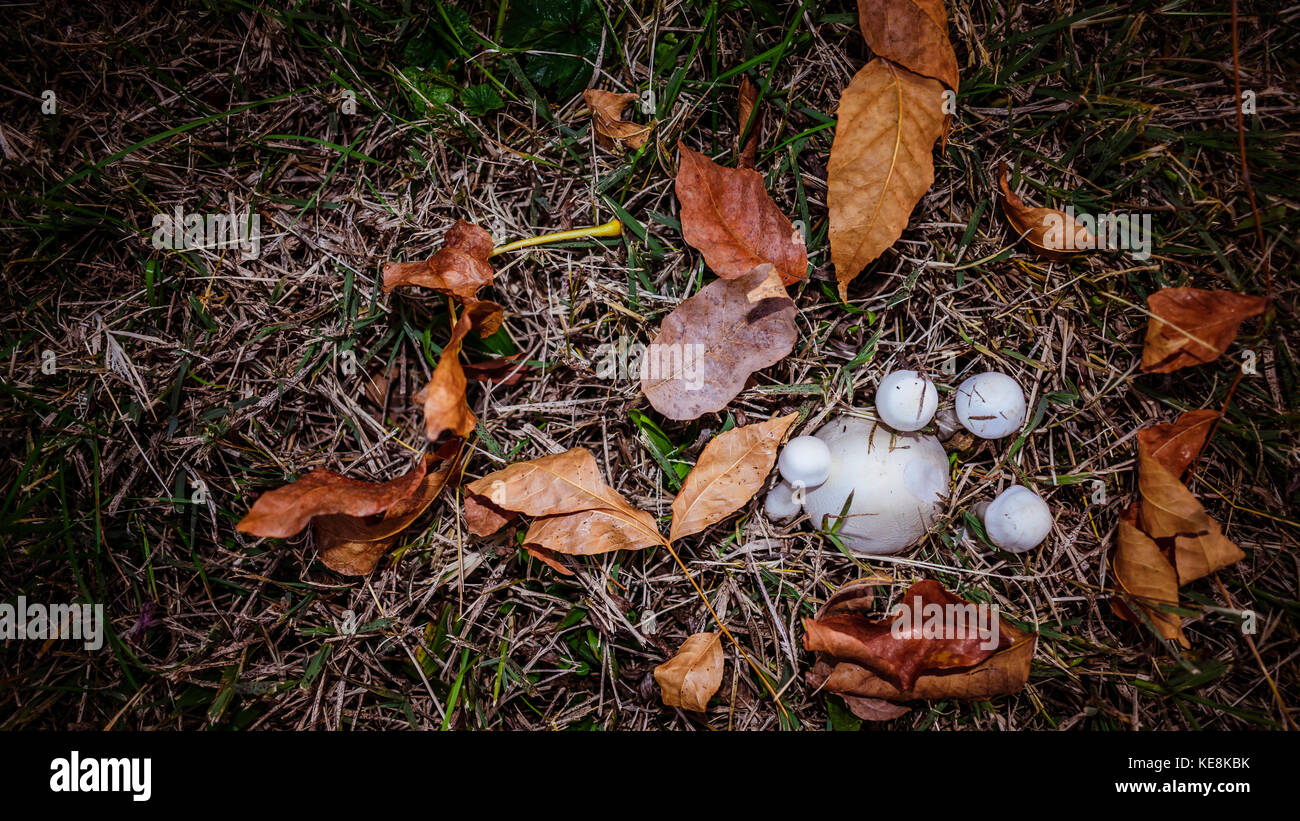 Mushrooms And Autumn Leaves In The Grass Stock Photo
