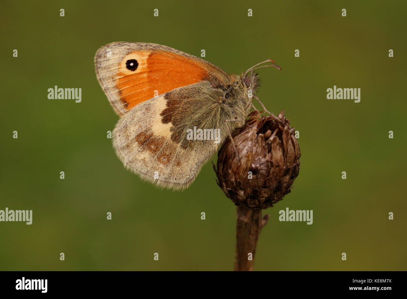 Male Small Heath butterfly Stock Photo