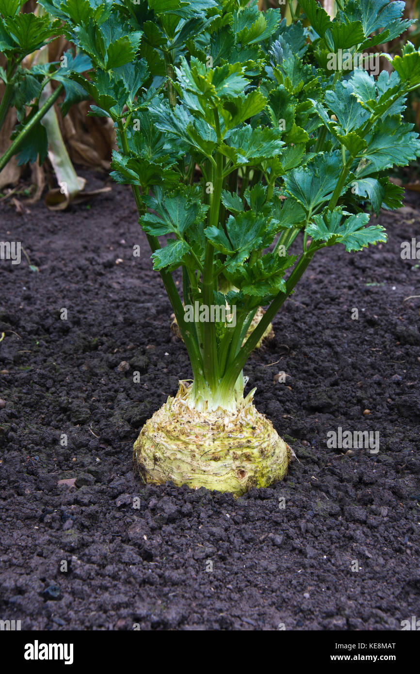 Celeriac plants, veriety, Asterix F1 Stock Photo