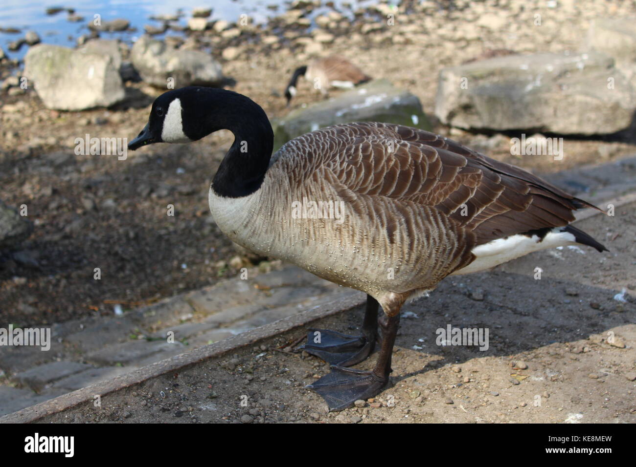 Canada goose. Flash Canadian goose from recent flash drop. Thanks Gus! main image 2