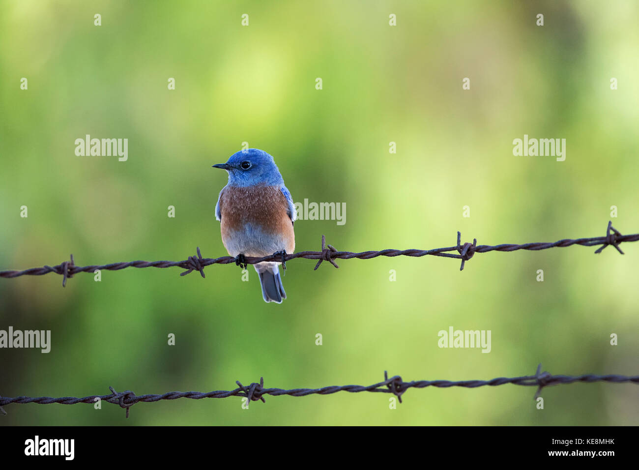 Small Blue Bird against green blur background Stock Photo