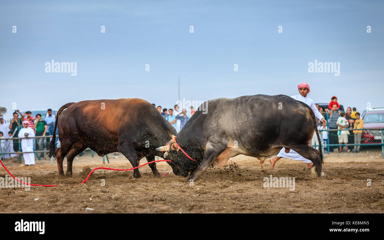 Fujairah, UAE, April 1, 2016: bulls are fighting in a traditional event in Fujairah, UAE Stock Photo